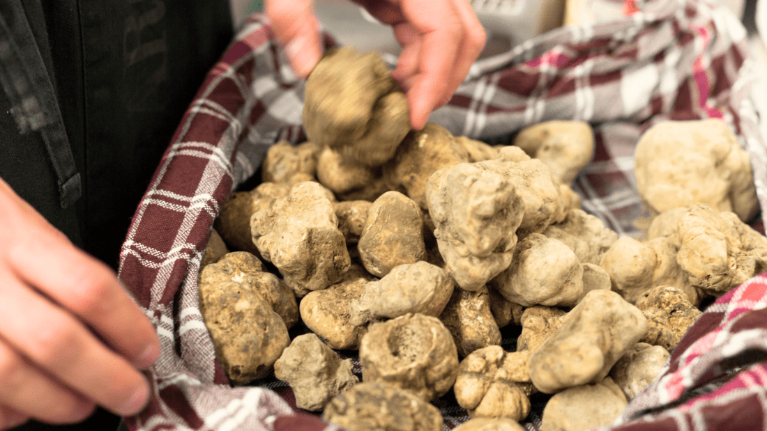 White truffle hunting private tours in Alba, Piedmont, Italy, with tour guide.